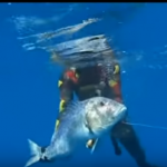 Ψαροντούφεκο: Έσπασε το παγκόσμιο ρεκόρ σε ψάρεμα συναγρίδας!