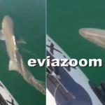 Εμφάνιση καρχαρία στην Εύβοια- Video