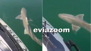 Εμφάνιση καρχαρία στην Εύβοια- Video Εμφάνιση καρχαρία στην Εύβοια- Video
