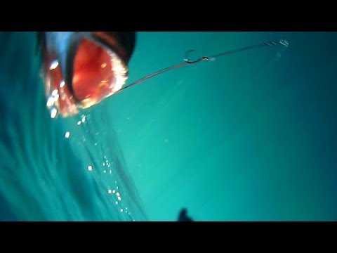 Ψάρεμα με ζωντανό κάνοντας την πρώτη υποβρύχια λήψη