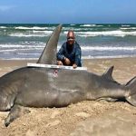 Ψάρεψε καρχαρία τεσσάρων μέτρων Ψάρεψε καρχαρία τεσσάρων μέτρων