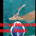 Πήγε για ψάρεμα και έπιασε… Ελάφι!