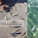 Νεκρά ψάρια σε παραλία της πρέβεζας