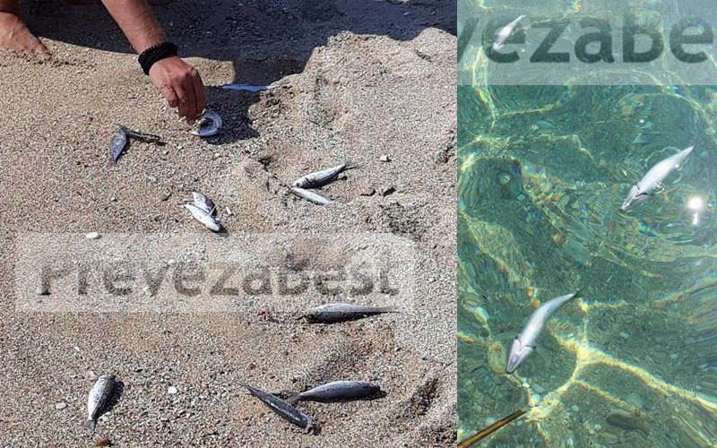 Νεκρά ψάρια σε παραλία της πρέβεζας