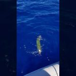 Λαγοκεφαλοι μας χαλούν το ψάρεμα. Ψαρεύοντας με Tai Rubber και Slow Jigging