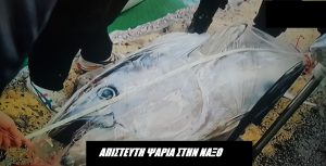 Απίστευτη ψαριά στην Νάξο! Ψάρεψαν 6 σπάνιους κόκκινους τόνους! Απίστευτη ψαριά στην Νάξο! Ψάρεψαν 6 σπάνιους κόκκινους τόνους!