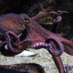 Κατασχέθηκαν 14 χταπόδια στην Ιχθυόσκαλα Νέας Μηχανιώνας
