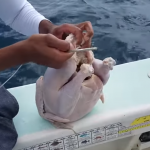Ψάρεψαν με δόλωμα ένα ολόκληρο κοτόπουλο!