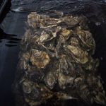 Πήγαινε για ψάρεμα και είδε… μισό εκατομμύριο μύδια!