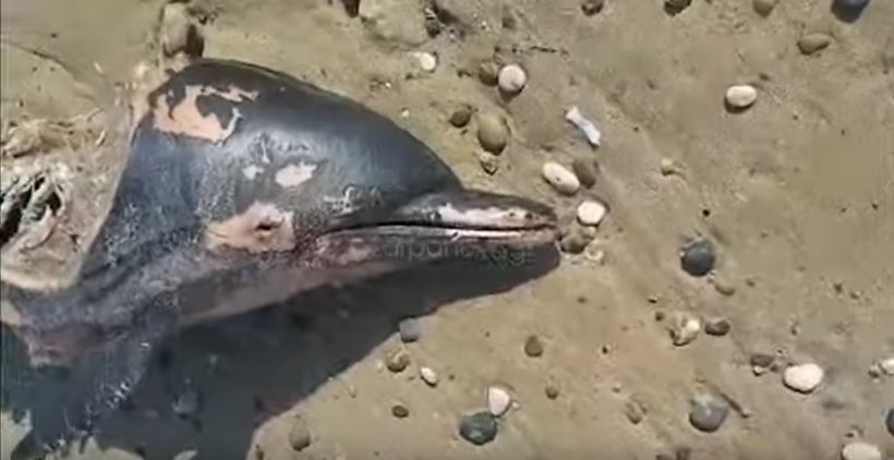 Αντιαισθητικό θέαμα με νεκρό δελφίνι, το οποίο ξεβράστηκε σε παραλία της Κρήτης