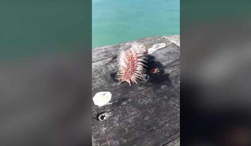 Ψάρεψε επικίνδυνο σκουλήκι της θάλασσας- Βίντεο!