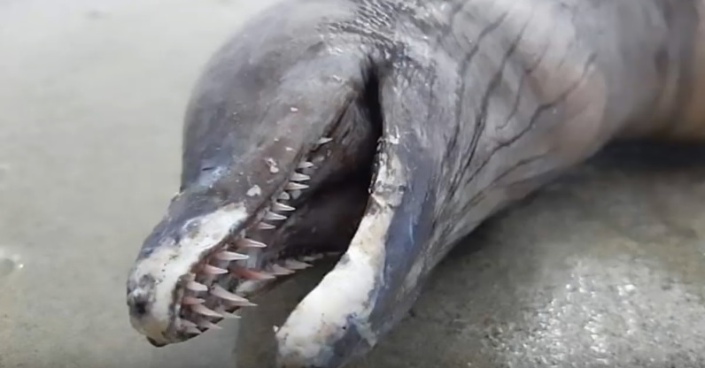 Δελφίνι “τέρας” εντοπίστηκε σε παραλία του Μεξικού