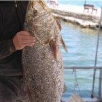 Αυτό θα πει ψαριά! 25 κιλά κρανιός στον Αμβρακικό.
