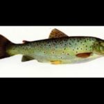 Ψάρεμα πέστροφας με τις τεχνικές του flay fishing και του spinning Part 1