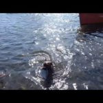 Spinning με τον Σώτο: Σαργος και ο Σιμπα