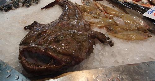 Βατραχόψαρο- Το άσχημο ψάρι με την απίστευτη γεύση