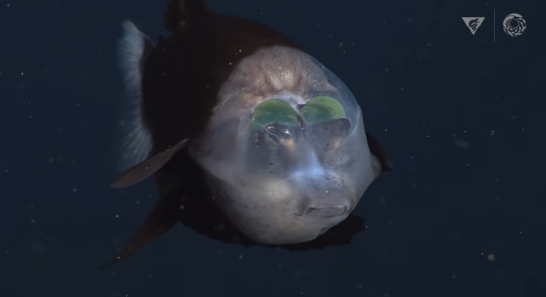 Εντοπίστηκε ψάρι με διάφανο κεφάλι σε βάθος πάνω από 600 μέτρα