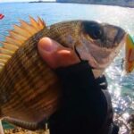 Ψάρεμα με τεχνητά δολώματα: Γρήγορο, αποδοτικό και διασκεδαστικό