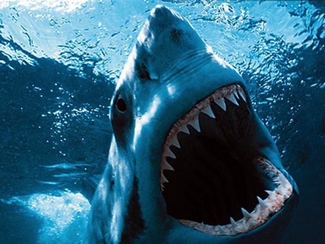 Ανακαλύφθηκαν λείψανα αγνοούμενου στο σώμα καρχαρία στη νότια Αργεντινή