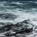 Ψαράδες περικυκλώνονται από εκατοντάδες καρχαρίες στη Λουιζιάνα (Βίντεο)