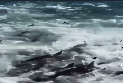Ψαράδες περικυκλώνονται από εκατοντάδες καρχαρίες στη Λουιζιάνα (Βίντεο)