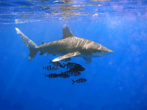 Ψαράδες στην Ζάκυνθο ανακαλύπτουν μυστηριώδη καρχαρία