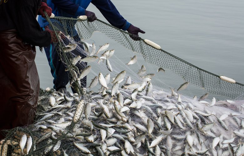 Ανακοίνωση απαγόρευσης αλιείας από 01 Ιουνίου 2023