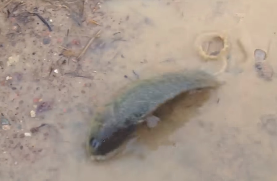 Ανακαλύφθηκε ψάρι που μπορεί να ζήσει έξω από το νερό για 4 ημέρες