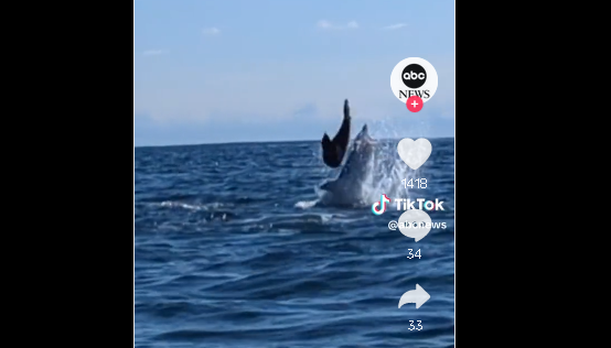 Συγκλονιστικό Βίντεο Αναμέτρησης Φώκιας με Καρχαρία