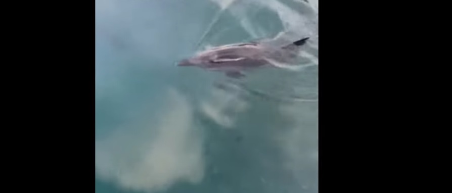 Δελφίνι στη Μύρινα της Λήμνου: Συναρπαστική Εμφάνιση και Σωστική Δράση