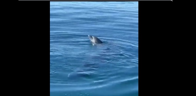 Δύο Ψαράδες Σώζουν Ηρωικά Μωρό Δελφίνι από Παράνομα Δίχτυα