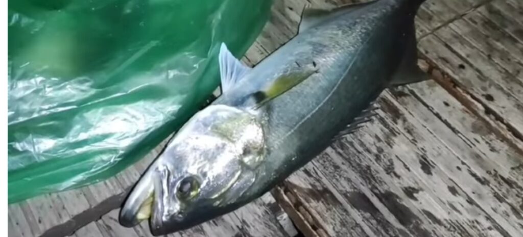 Ένα ψάρεμα που τους άφησε όλους άφωνους – Βίντεο