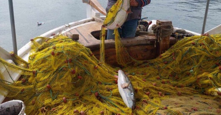 Λαγοκέφαλοι: Ο εφιάλτης των ψαράδων της Κρήτης