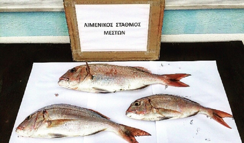 Ερασιτέχνης αλιέας συνελήφθη για παράνομη αλιεία στη Χίο