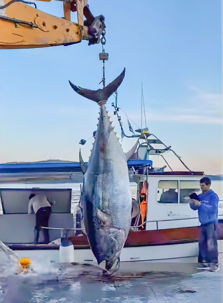 Απίστευτη ψαριά στον Αστακό: Τόνος 485 κιλών στο Ιόνιο Πέλαγος!