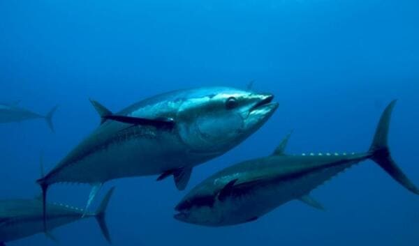 Απαγορευμένη η αλιεία τόνου στα Χανιά-Τι πρέπει να γνωρίζουν οι αλιείς