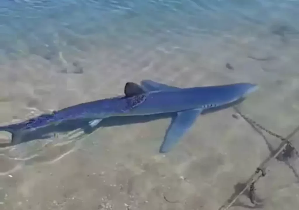 Εμφάνιση καρχαρία προκαλεί έκπληξη στη Γλυφάδα – Ειδικοί Καθησυχάζουν για Αναπαραγωγική Περίοδο