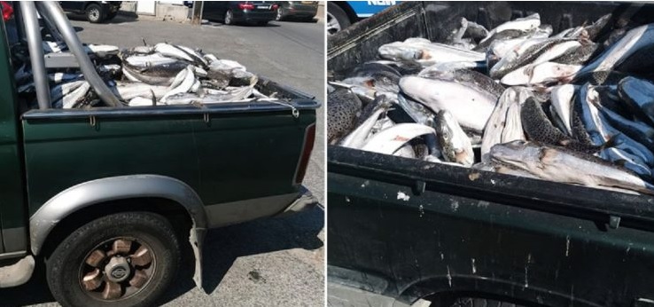 Κύπρος: Ξεκίνησε η επιδοτούμενη αλιεία λαγοκέφαλων
