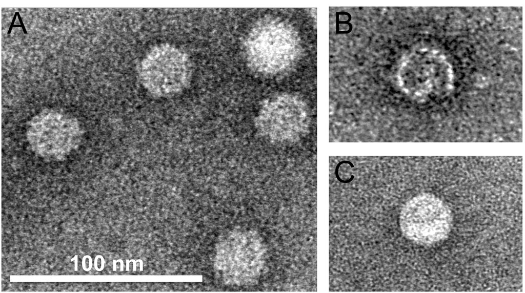 Η Ιογενής Εγκεφαλοπάθεια και ο Ιός Betanodavirus