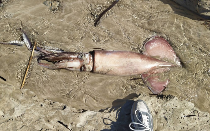 Το Γιγάντιο Καλαμάρι που «Μάγεψε» την Πάφο