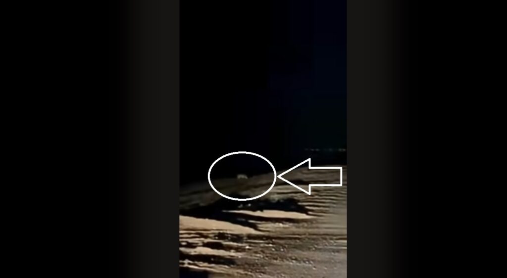 Λύκοι «Εισβάλλουν» σε Πολυσύχναστη Παραλία (Βίντεο)