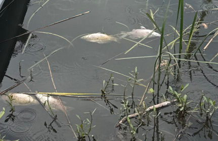 Τα νεκρά ψάρια, οι θεωρίες για τα λύματα και η άδικη στοχοποίηση των ψαράδων