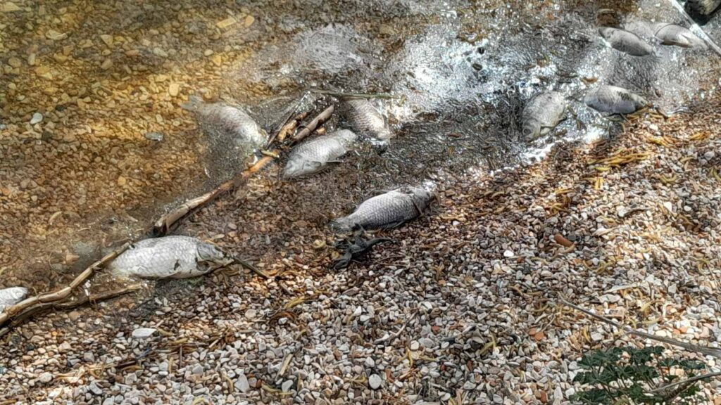 Οικολογικός «Συναγερμός» στην Παμβώτιδα