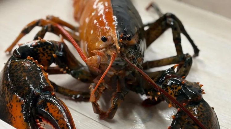 Σπάνιος Δίχρωμος Αστακός πιάστηκε από ψαράδες